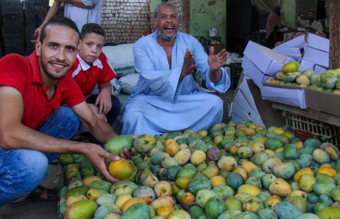 القومي لسلامة الغذاء: البطاطا والمانجو والفاصوليا أكثر الحاصلات الزراعية المصدرة خلال أغسطس