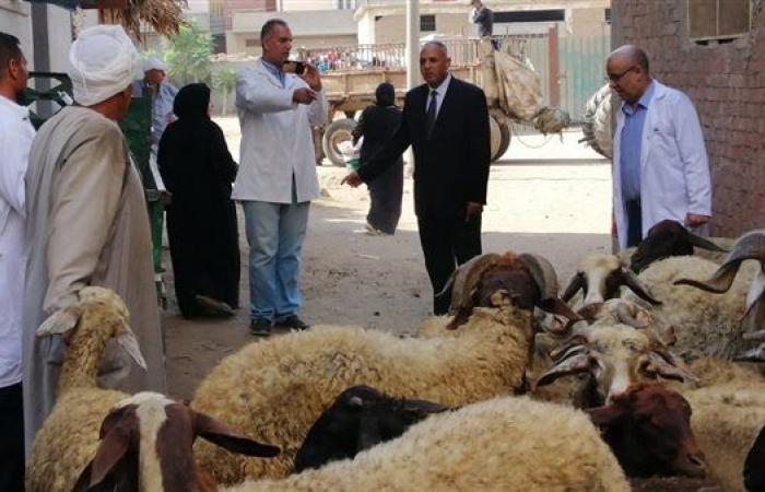 قافلة بيطرية مجانية بقرية الأنبوطين بالغربية.. صور