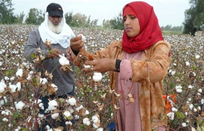 ننشر ملامح استعدادات منظومة تداول الأقطان للموسم الجديد