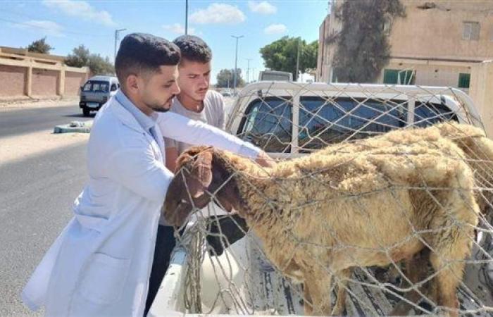 احتفالا بعيد الفلاح.. رش وتجريع 12200 رأس من الماشية بمطروح