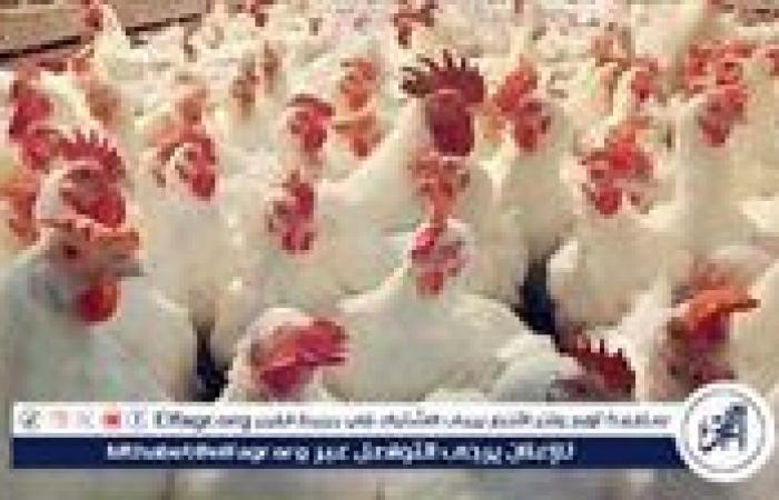 بورصة الدواجن.. أسعار الفراخ البيضاء اليوم الأربعاء 11-9-2024 في قنا