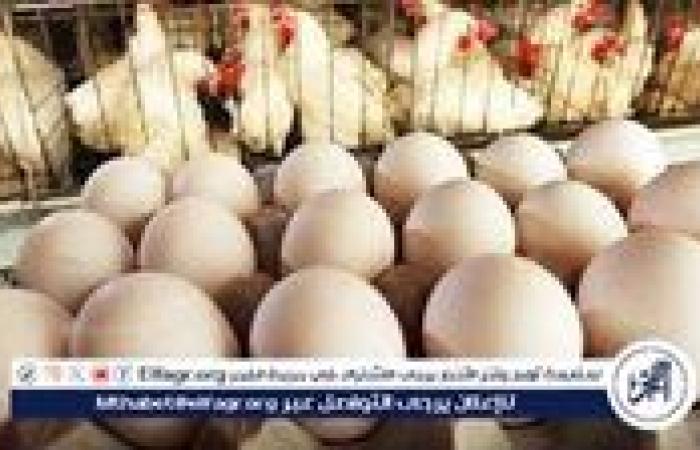 أسعار الدواجن والبيض اليوم الخميس 12-9-2024 في الدقهلية