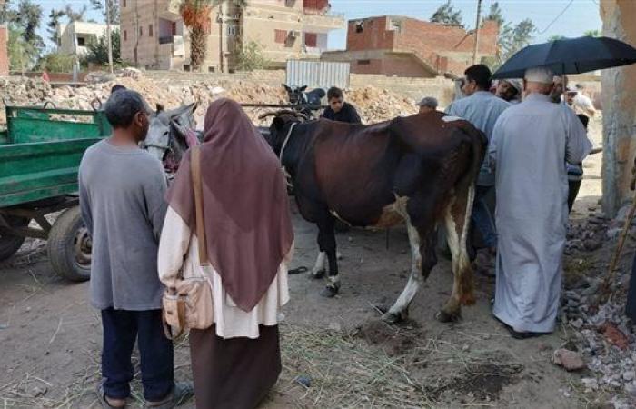 كفر الشيخ: تنظيم قافلة بيطرية مجانية بقرية شالما